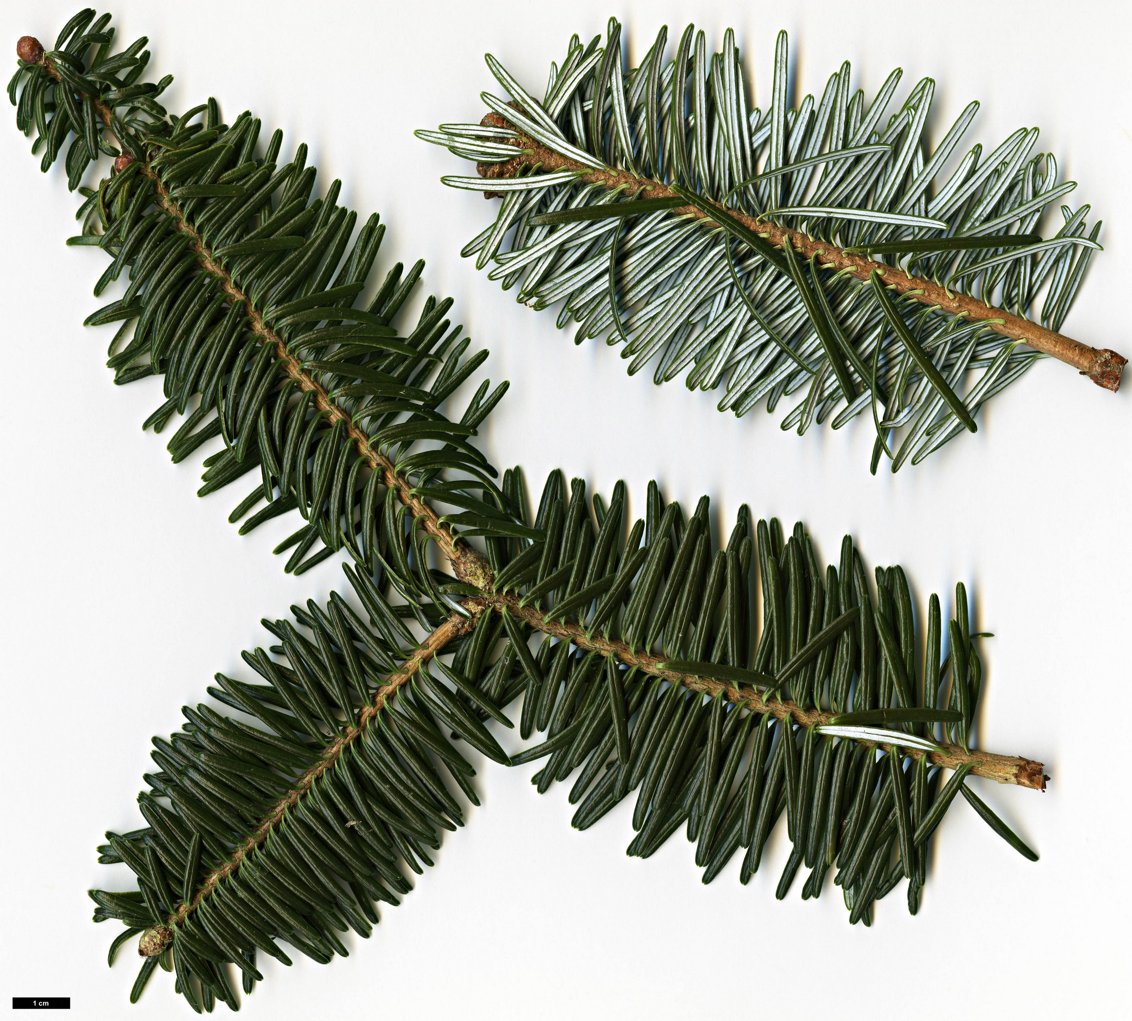 High resolution image: Family: Pinaceae - Genus: Abies - Taxon: delavayi - SpeciesSub: var. nukiangensis